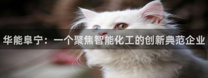 新宝gg主管
